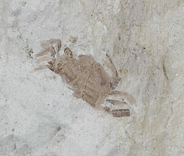 Fossil Pea Crab (Pinnixa) From California - Miocene #53113